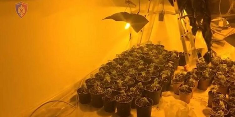 EMRI/ Në arrati prej 6 vitesh, arrestohet “mbreti” i drogës në Mat