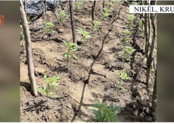 Operacion anti-drogë në Nikël, 1140 fidanë kanabisi asgjësohen nga policia, nuk ka të arrestuar