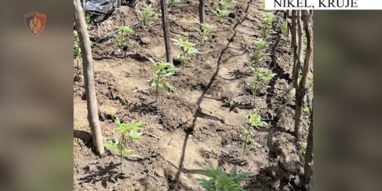 Operacion anti-drogë në Nikël, 1140 fidanë kanabisi asgjësohen nga policia, nuk ka të arrestuar