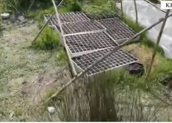 VIDEO/ Shqipëria drejt kanabizimit! Këputen mbi 600 fidanë edhe në Krujë