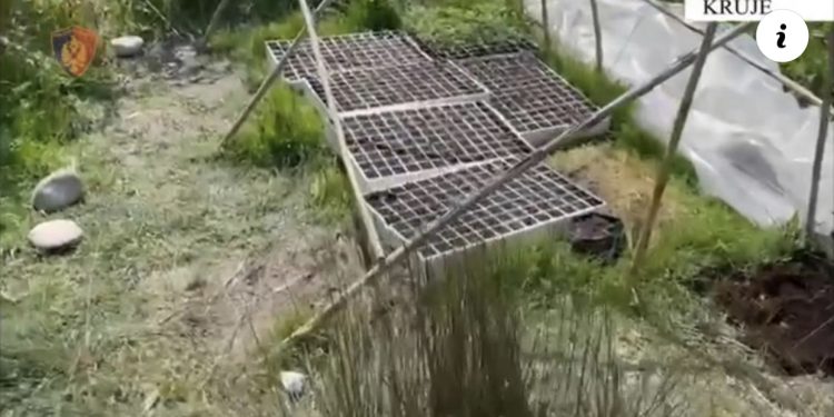 VIDEO/ Shqipëria drejt kanabizimit! Këputen mbi 600 fidanë edhe në Krujë