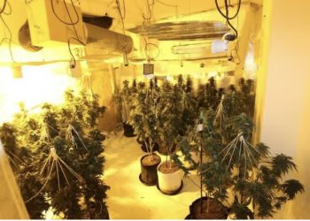 EMRI/Kapet brenda “shtëpisë së barit” në Angli, arrestohet 35 vjeçari shqiptar