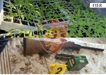 182 kanabis me kubikë në banesë/ Arrestohet 49-vjeçarja në Fier, në kërkim bashkëshorti