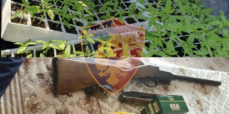 182 kanabis me kubikë në banesë/ Arrestohet 49-vjeçarja në Fier, në kërkim bashkëshorti