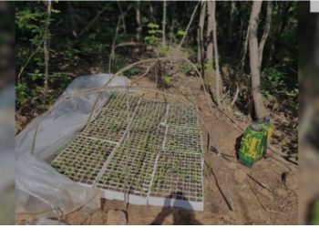 Asgjësohen 3000 fidanë kanabis në Lezhë, pjesë e një megaoperacioni policor me dy të arrestuar