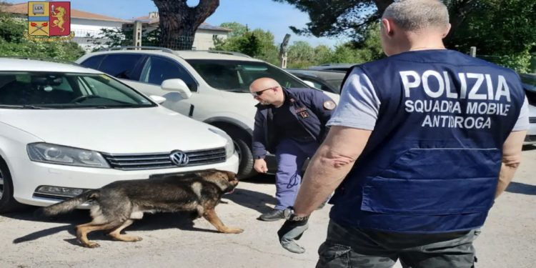 Qeni i antidrogës u prish planet, arrestohet trafikanti shqiptari që furnizoi botën