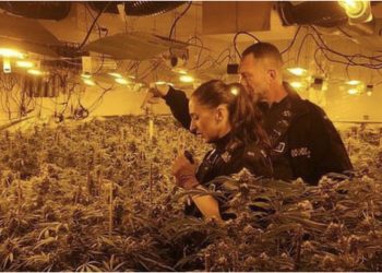 Habit shqiptari në gjyq: Po ujisja bimët, por s’e dija që ishte kanabis