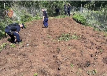 VIDEO/ Me hunj dhe lopata! FNSH përvesh mëngët dhe shkul kanabisin