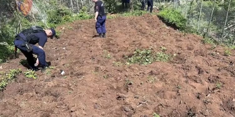 VIDEO/ Me hunj dhe lopata! FNSH përvesh mëngët dhe shkul kanabisin