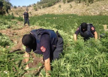 EMRAT/ SPAK godet dy grupe kriminale të drogës, arrestohen 8 persona, shpallen në kërkim 5 të tjerë