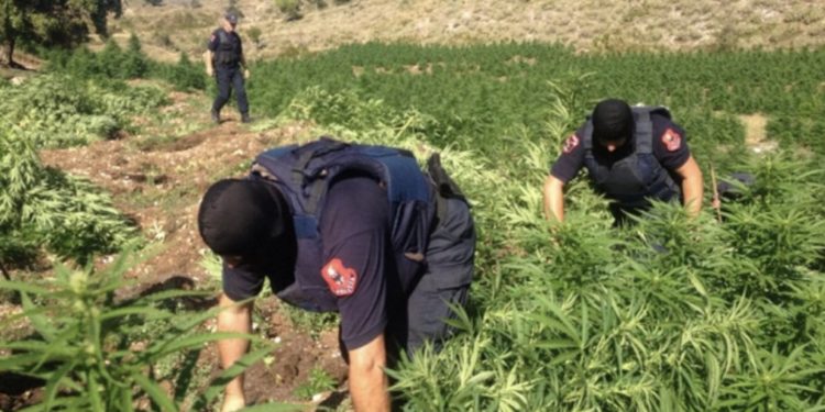 EMRAT/ SPAK godet dy grupe kriminale të drogës, arrestohen 8 persona, shpallen në kërkim 5 të tjerë