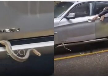 VIDEO/ Gjarpri “tmerron” qytetarët në mes të Tiranës, shokohet shoferi kur hap derën e makinës