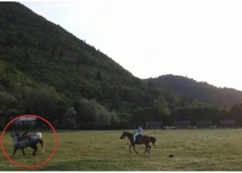 VIDEO/ Moderatori i njohur bie nga kali në nisje të emisionit