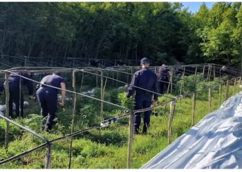 Kanabisi “deri në gju” në Lezhë, policët me drapër në dorë