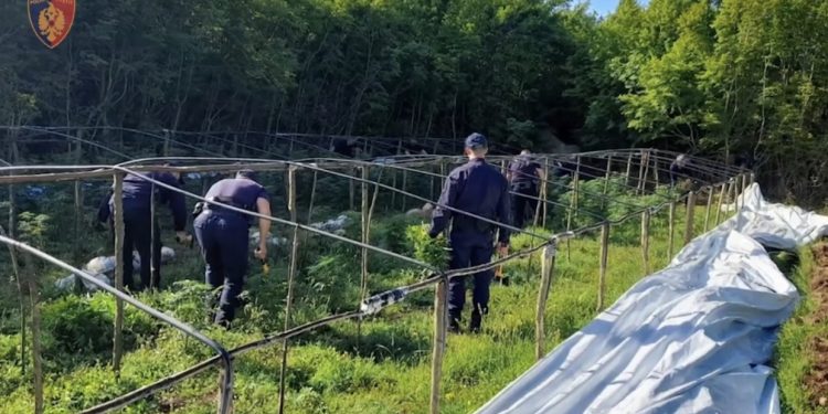 Kanabisi “deri në gju” në Lezhë, policët me drapër në dorë