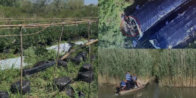 VIDEO+EMRAT/ Momenti kur Policia kap në flagrancë dy trafikantët që kujdeseshin për 6 serat me kanabis në Velipojë