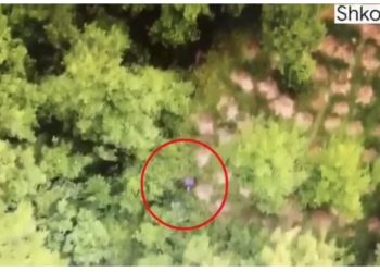Shpallet në kërkim 65 vjeçarja në Shkodër, droni e ‘fiksoi’ teksa kujdesej për bimët narkotike