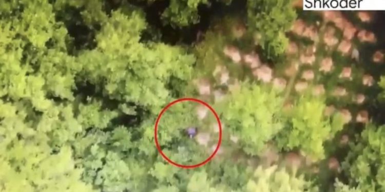 Shpallet në kërkim 65 vjeçarja në Shkodër, droni e ‘fiksoi’ teksa kujdesej për bimët narkotike