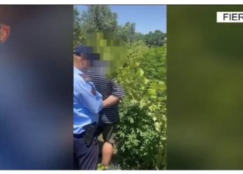 VIDEO/ Po vadiste kanabisin mes vreshtit të rrushit, kapet “mat” 37 vjeçari në Fier
