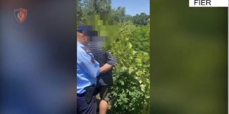 VIDEO/ Po vadiste kanabisin mes vreshtit të rrushit, kapet “mat” 37 vjeçari në Fier