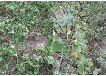 FOTO/ Fushë Arrëzi goditet nga breshëri, thyhen xhamat e automjeteve dhe dëmtohen të mbjellat