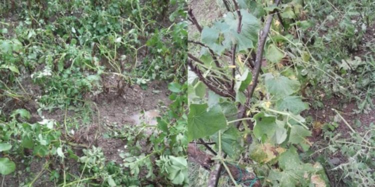 FOTO/ Fushë Arrëzi goditet nga breshëri, thyhen xhamat e automjeteve dhe dëmtohen të mbjellat