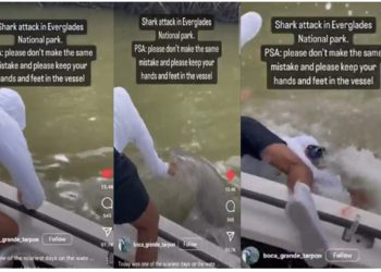 VIDEO/ E frikshme! I riu fut dorën në ujë, peshkaqeni e tërheq nga varka…