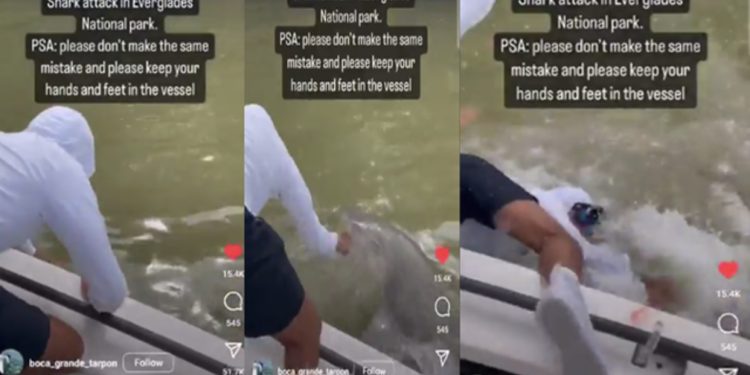 VIDEO/ E frikshme! I riu fut dorën në ujë, peshkaqeni e tërheq nga varka…