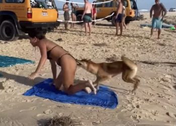 VIDEO/ Qeni i ngul dhëmbët në prapanicë turistes që po bënte plazh në Australi