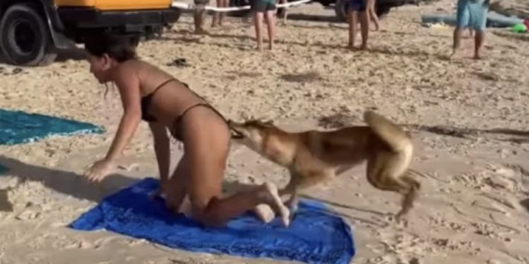 VIDEO/ Qeni i ngul dhëmbët në prapanicë turistes që po bënte plazh në Australi