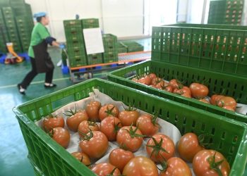 Domatet shqiptare nuk përmbajnë pesticide, del përgjigja e analizave nga laboratori i njohur