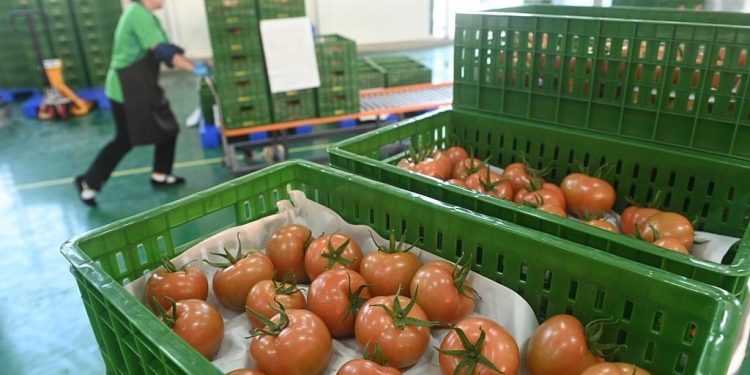 Domatet shqiptare nuk përmbajnë pesticide, del përgjigja e analizave nga laboratori i njohur