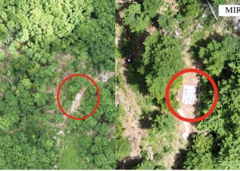 Gati për t’u kultivuar, asgjësohen 1664 fidanë narkotikë cannabis sativa në Mirditë, dy të arrestuar