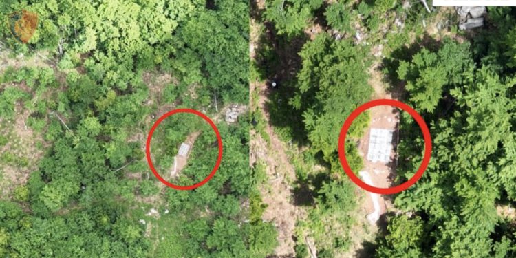 Gati për t’u kultivuar, asgjësohen 1664 fidanë narkotikë cannabis sativa në Mirditë, dy të arrestuar