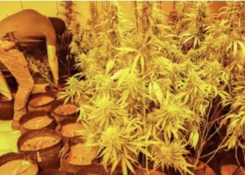 Policia spanjolle aksion antidrogë, në pranga 2 shqiptarë