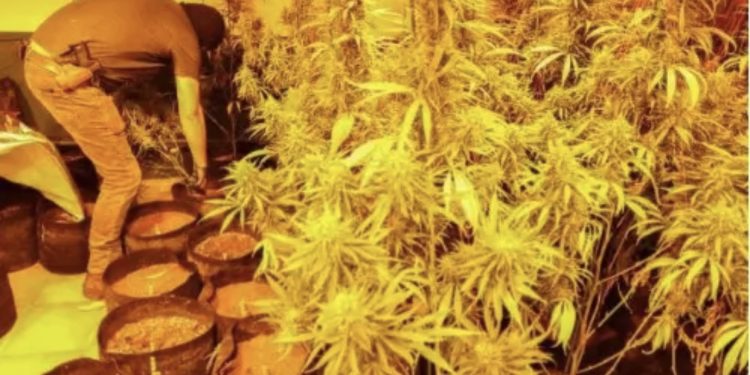 Policia spanjolle aksion antidrogë, në pranga 2 shqiptarë