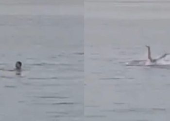 VIDEO/ Gjenden brenda trupit të peshkaqenit koka e 23-vjeçarit në Egjipt: Babi më shpëto!