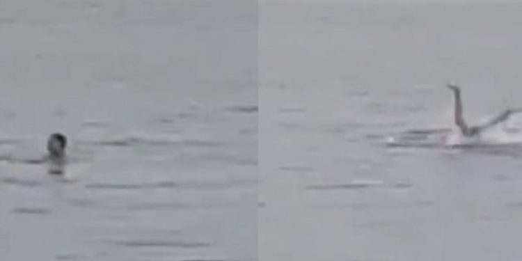 VIDEO/ Gjenden brenda trupit të peshkaqenit koka e 23-vjeçarit në Egjipt: Babi më shpëto!