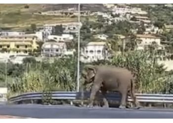 VIDEO/ Elefanti xhiro në rrugët e Italisë, kapet “mat” jashtë supermarketit