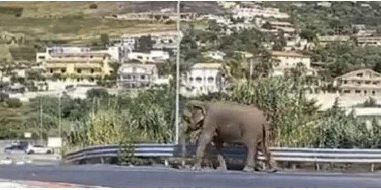 VIDEO/ Elefanti xhiro në rrugët e Italisë, kapet “mat” jashtë supermarketit