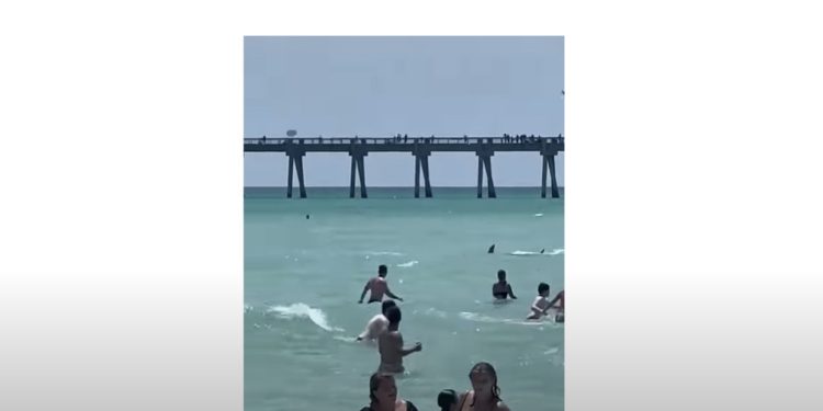 VIDEO/ Peshkaqeni del në breg, shtangen turistët