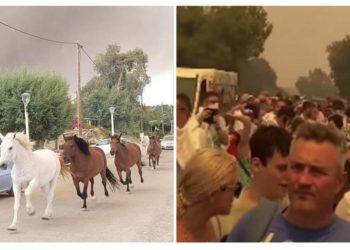 Situatë dramatike nga zjarret në Rodos, qindra pushues largohen nga hotelet (fotoja me kuajt që po bën xhiron e rrjetit)