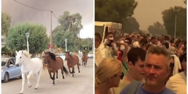 Situatë dramatike nga zjarret në Rodos, qindra pushues largohen nga hotelet (fotoja me kuajt që po bën xhiron e rrjetit)
