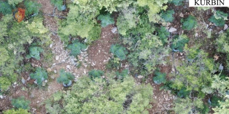 Asgjësohen 290 bimë narkotike në Kurbin, nën hetim kryeplaku i fshatit dhe inspektori i zonës