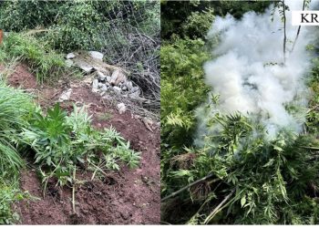 Në kërkim të parcelave me kanabis, asgjësohen 883 rrënjë bime narkotike në Krujë