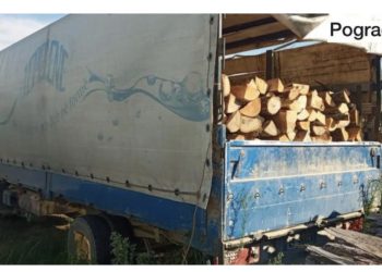 Goditen 2 raste të tjera të prerjes së paligjshme të pyjeve në Pogradec, nën hetim 2 persona