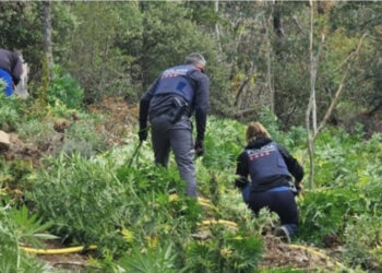 Arrestohen “fermerët” shqiptarë në Spanjë, ju shkatërrohet prodhimi me vlerë 2 milionë euro