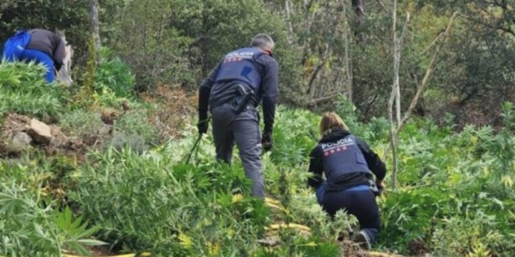 Arrestohen “fermerët” shqiptarë në Spanjë, ju shkatërrohet prodhimi me vlerë 2 milionë euro