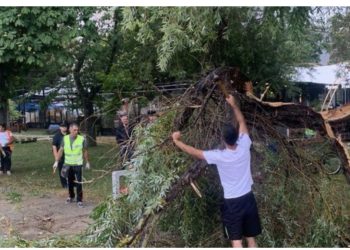 Moti i keq në vend, era e fortë thyen pemën disavjeçare në Pogradec