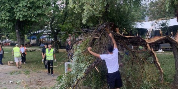 Moti i keq në vend, era e fortë thyen pemën disavjeçare në Pogradec